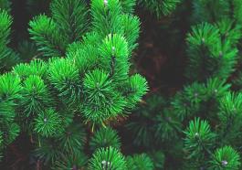 Pino Daniele concerto Napoli